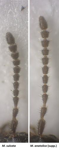 Réf. 342 777 : Myrmecopora divers